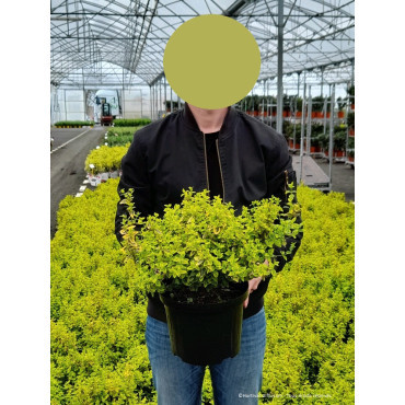 EUONYMUS fortunei EMERALD'N GOLD En pot de 10-12 litres