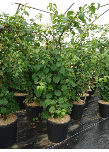 HYDRANGEA petiolaris En pot de 15-20 litres