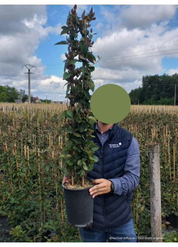 LONICERA japonica chinensis En pot de 4-5 litres