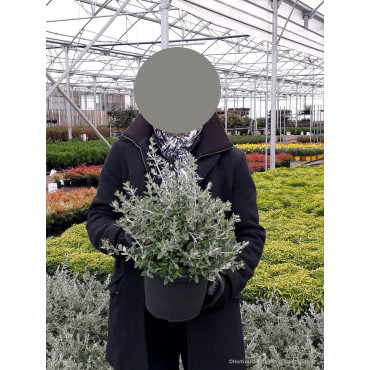 TEUCRIUM fruticans En pot de 4-5 litres