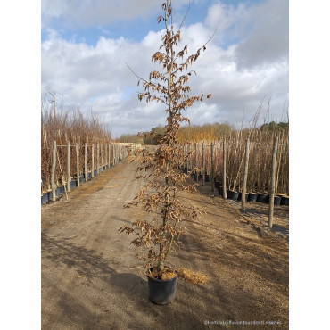 CARPINUS betulus En pot de 15-20 litres forme baliveau