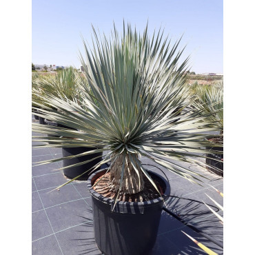 YUCCA Rostrata