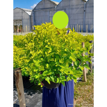 PHYSOCARPUS opulifolius ANGEL GOLD En pot de 10-12 litres