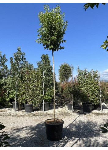 LIGUSTRUM japonicum En pot de 35-50 litres forme tige hauteur du tronc 180-200 cm