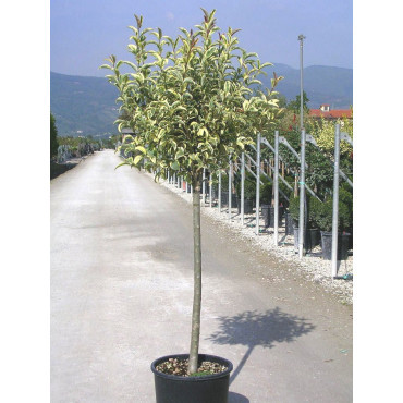 Topiaire (Plante taillée) - LIGUSTRUM japonicum EXCELSUM SUPERBUM (Troène du Japon panaché)