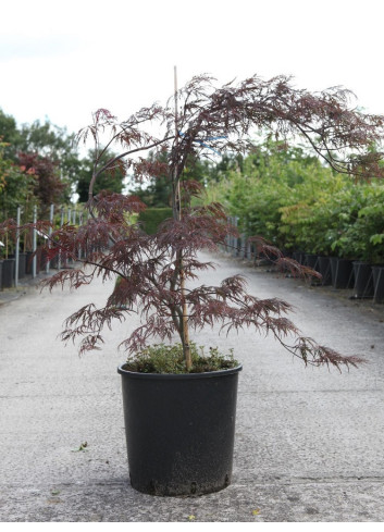 ACER palmatum DISSECTUM GARNET En pot de 10-12 litres