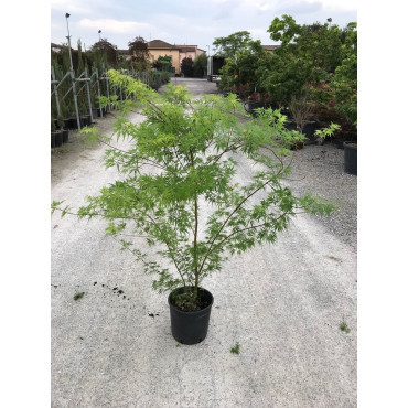 ACER palmatum DISSECTUM SEIRYU En pot de 15-20 litres
