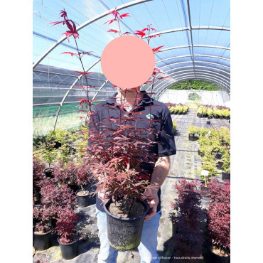 ACER palmatum SKEETER'S BROOM En pot de 4-5 litres