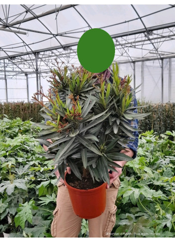 NERIUM oleander SAUMON En pot de 7-10 litres
