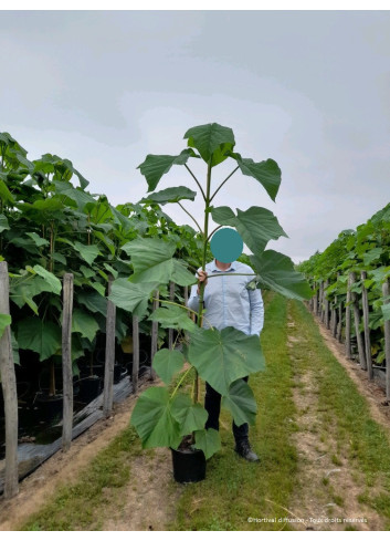 PAULOWNIA fortunei FAST BLUE En pot de 15-20 litres forme baliveau