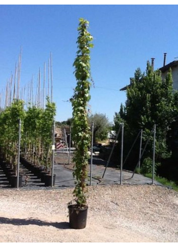 PARTHENOCISSUS tricuspidata VEITCHII En pot de 10-12 litres