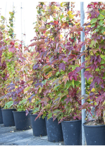 PARTHENOCISSUS quinquefolia ENGELMANNII En pot de 10-12 litres