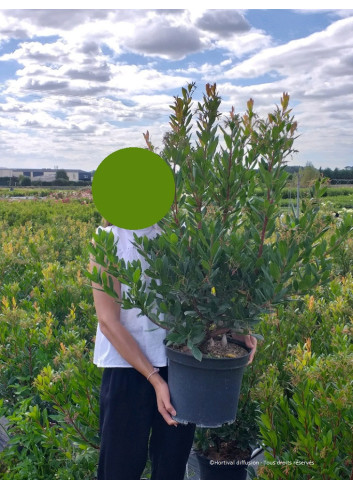 ARBUTUS unedo En pot de 10-12 litres