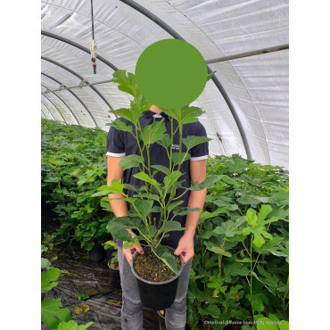 FIGUIER En pot de 4-5 litres