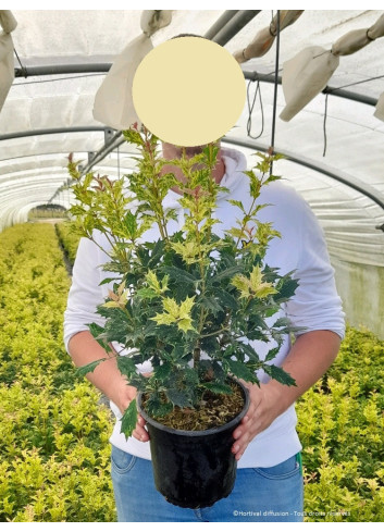 OSMANTHUS heterophyllus TRICOLOR ou GOSHIKI En pot de 4-5 litres