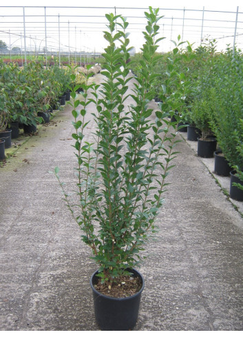 LIGUSTRUM ovalifolium En pot de 10-12 litres
