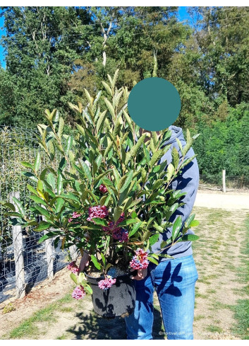 VIBURNUM nudum PINK BEAUTY (Viorne) En pot de 10-12 litres