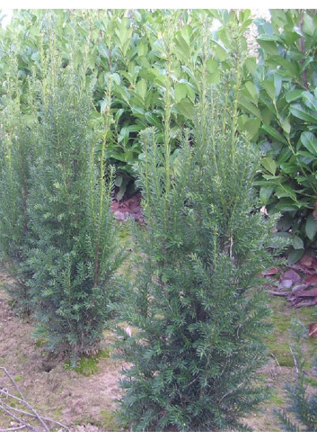 TAXUS media STRAIT HEDGE