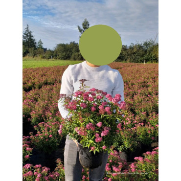 SPIRAEA japonica ANTHONY WATERER En pot de 4-5 litres