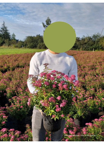 SPIRAEA japonica ANTHONY WATERER En pot de 4-5 litres