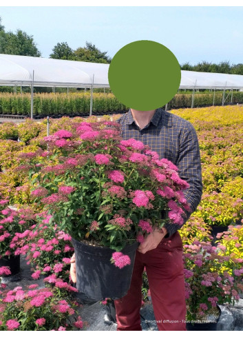SPIRAEA japonica ANTHONY WATERER En pot de 10-12 litres