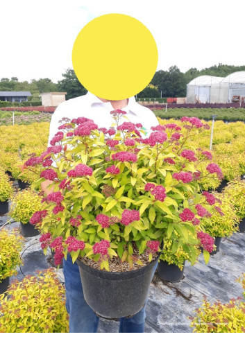SPIRAEA japonica GOLDFLAME En pot de 10-12 litres