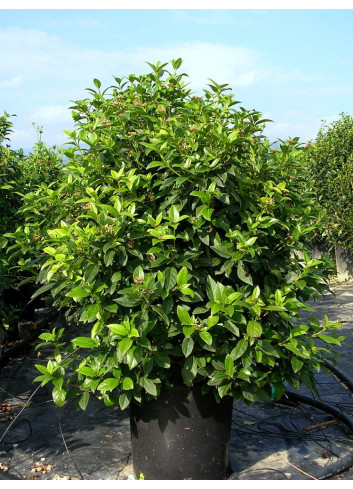 VIBURNUM tinus EVE PRICE En pot de 35-50 litres
