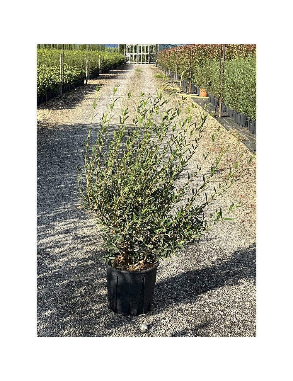 PHILLYREA angustifolia En pot de 10-12 litres