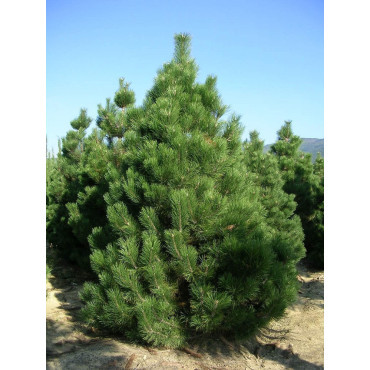 PINUS nigra ssp. nigra