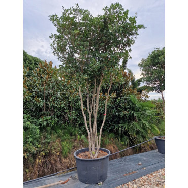 Topiaire (Plante taillée) - OSMANTHUS heterophyllus (Osmanthe à feuilles de houx)