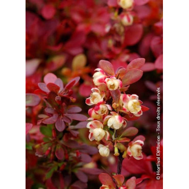 BERBERIS thunbergii ADMIRATION