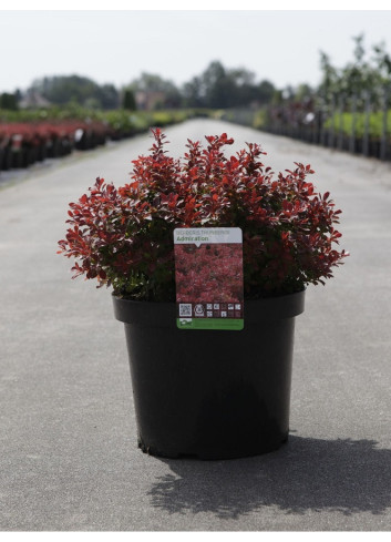 BERBERIS thunbergii ADMIRATION En pot de 10-12 litres