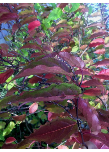 STACHYURUS chinensis CELINA