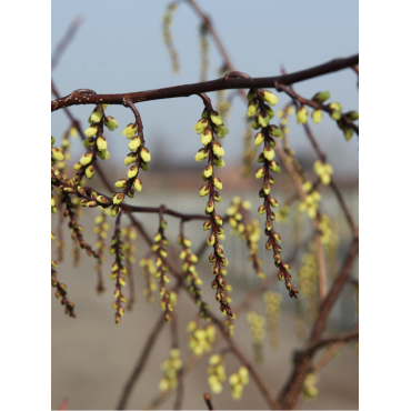 STACHYURUS chinensis JOY FOREVER