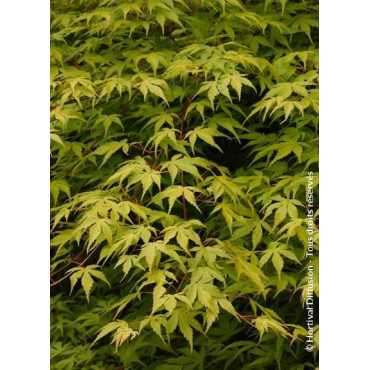 ACER palmatum KATSURA