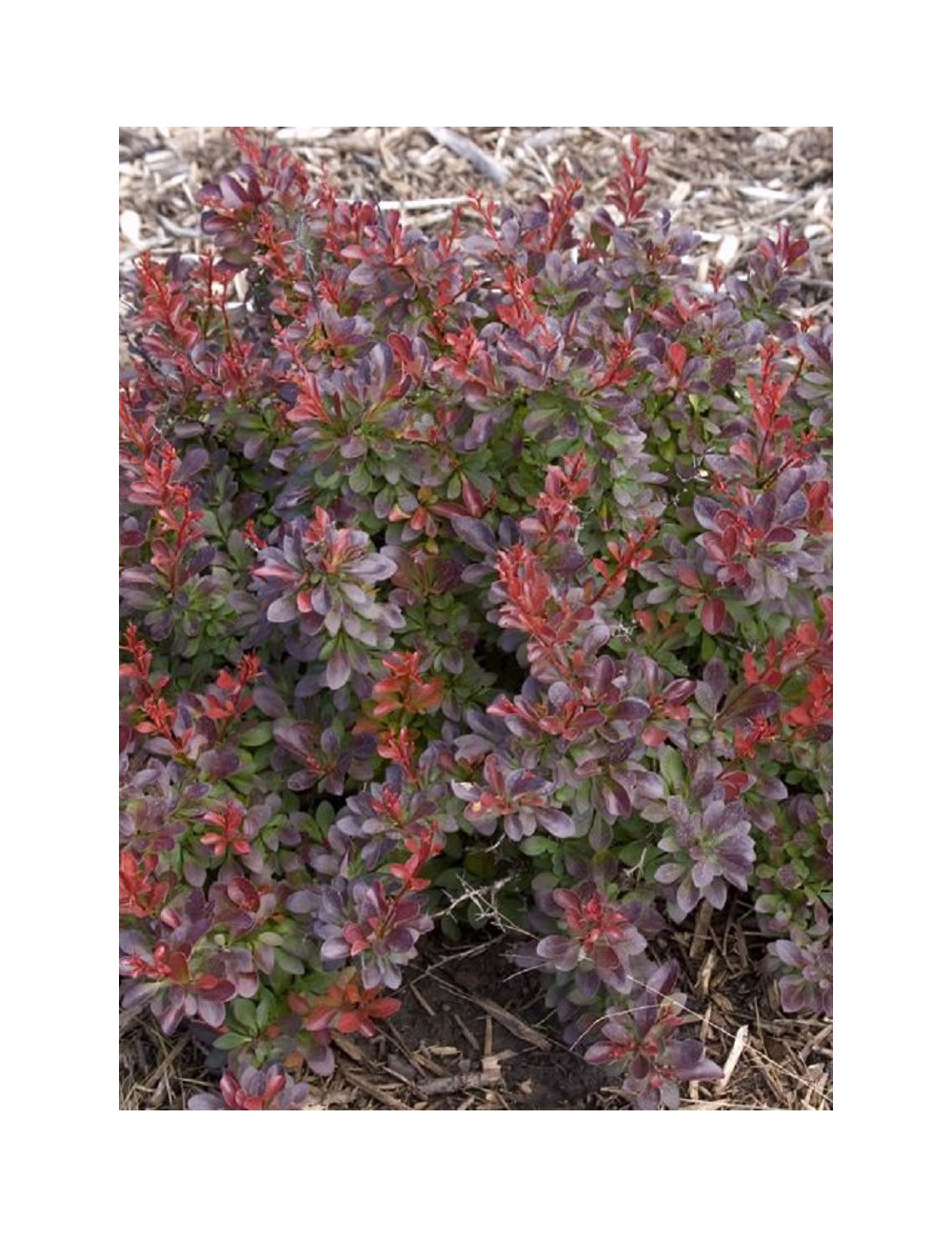 BERBERIS thunbergii CABERNET