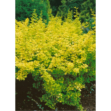 BERBERIS thunbergii AUREA