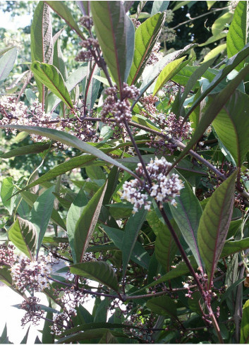 CALLICARPA kwangtungensis