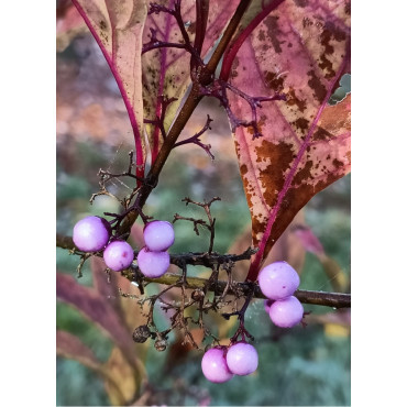 CALLICARPA kwangtungensis
