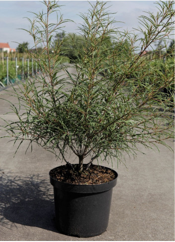 FRANGULA alnus ASPLENIIFOLIA En pot de 10-12 litres