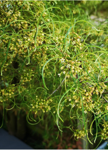 FRANGULA alnus ASPLENIIFOLIA