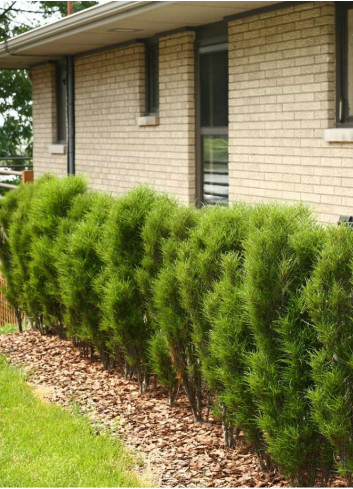 FRANGULA alnus ASPLENIIFOLIA