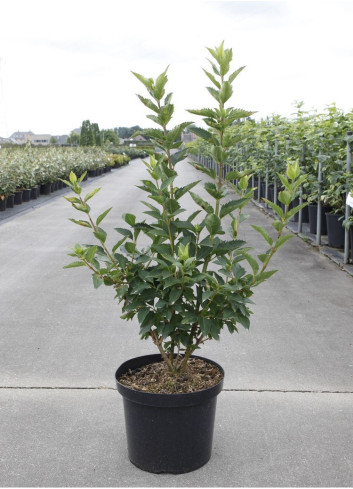 FORSYTHIA intermedia GOLDRAUSCH En pot de 10-12 litres