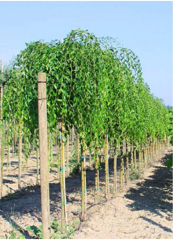 ULMUS pendula MAURO