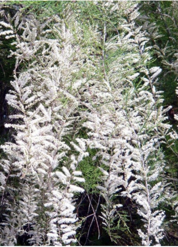 TAMARIX HULSDONK WHITE
