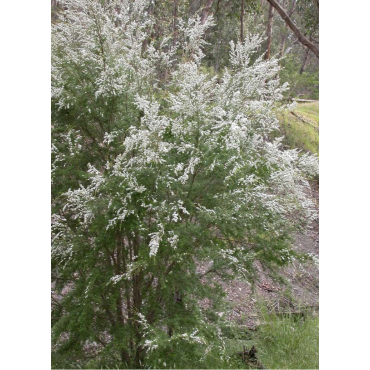 TAMARIX HULSDONK WHITE