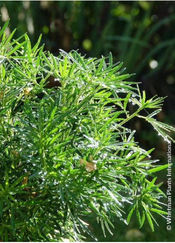 CHOISYA dewitteana LITTLE BEE