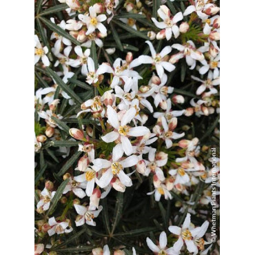 CHOISYA dewitteana LITTLE BEE