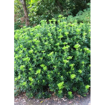 CHOISYA ternata GREENFINGERS