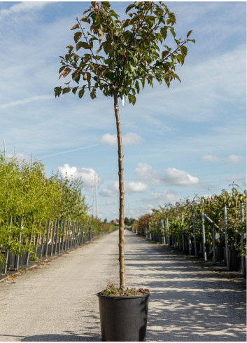 MALUS INDIAN MAGIC En pot de 15-20 litres forme tige hauteur du tronc 110-130 cm